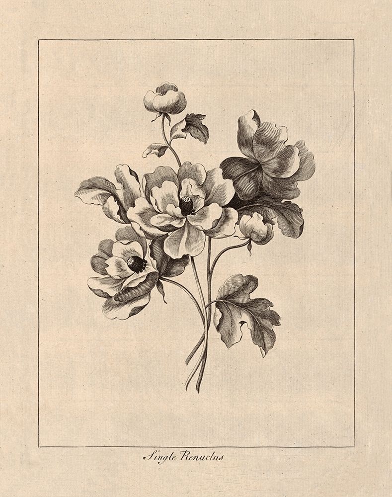 Vintage Ranunculus art print by N Harbick for $57.95 CAD