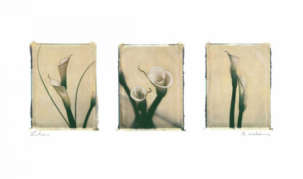 Lilies art print by Amy Melious for $57.95 CAD