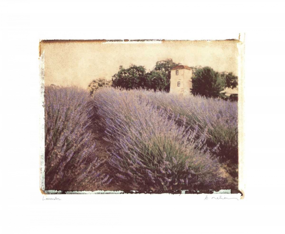 Lavender art print by Amy Melious for $57.95 CAD