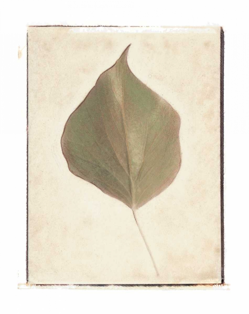 Single Leaf art print by Amy Melious for $57.95 CAD