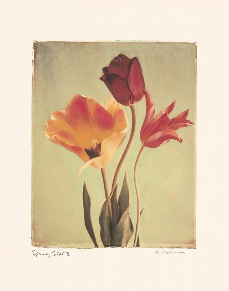 Spring Color III art print by Amy Melious for $57.95 CAD
