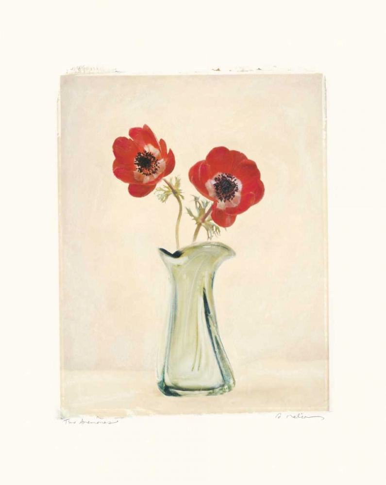 Two Anemones art print by Amy Melious for $57.95 CAD