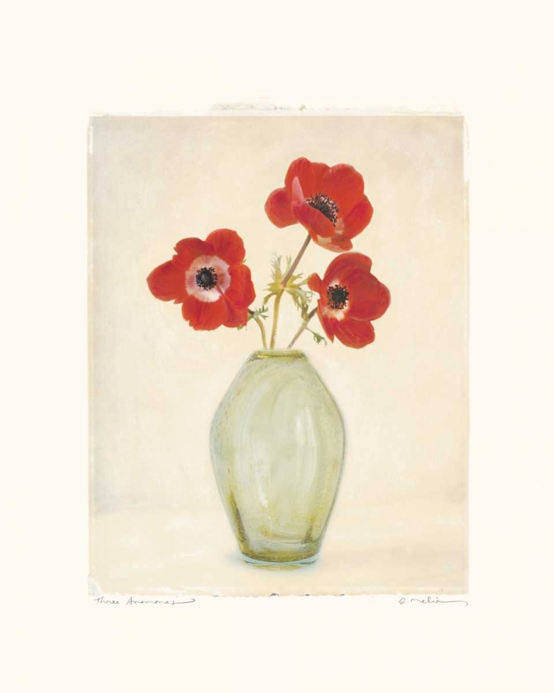 Three Anemones art print by Amy Melious for $57.95 CAD