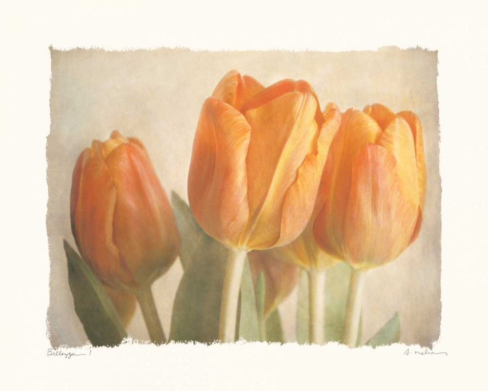 Bellezza I art print by Amy Melious for $57.95 CAD