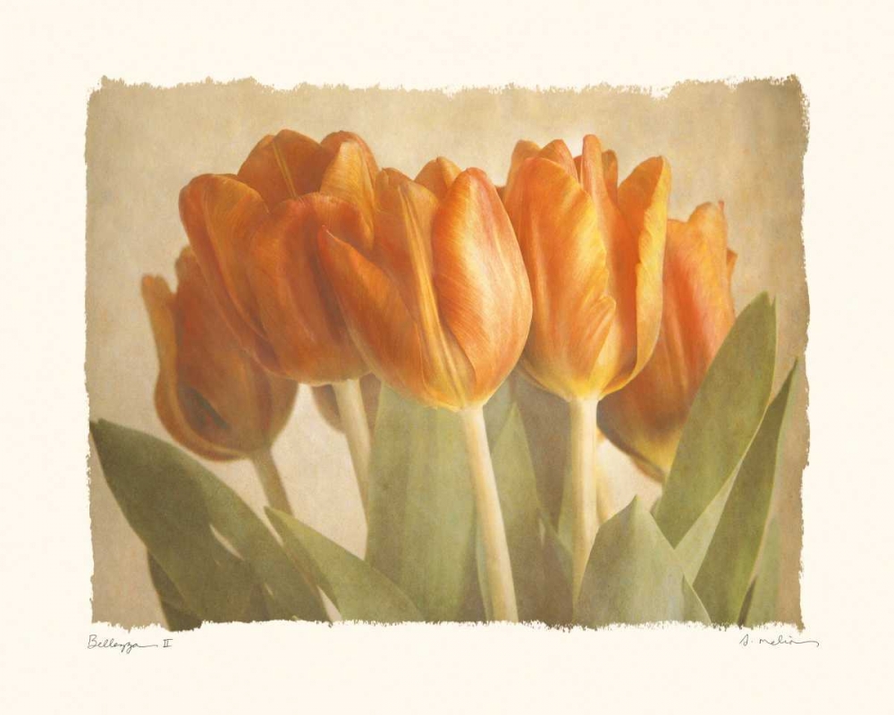 Bellezza II art print by Amy Melious for $57.95 CAD