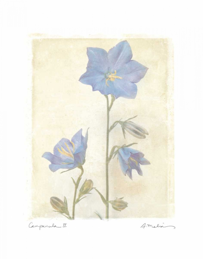 Campanula II art print by Amy Melious for $57.95 CAD