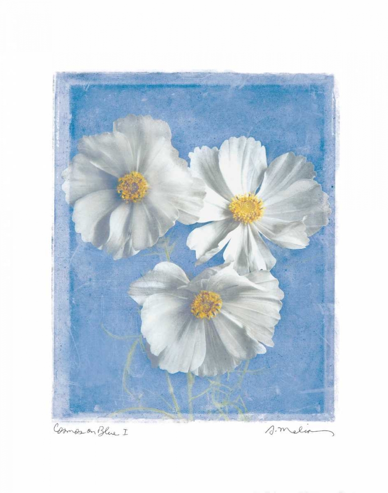 Cosmos on Blue I art print by Amy Melious for $57.95 CAD