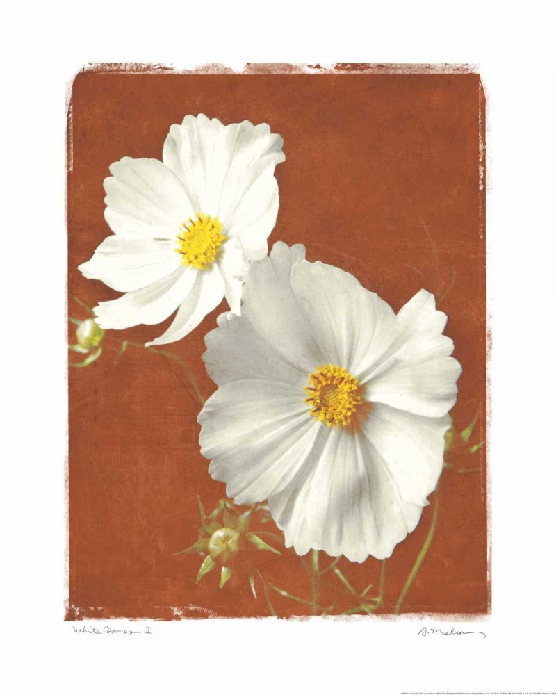 White Cosmos II art print by Amy Melious for $57.95 CAD