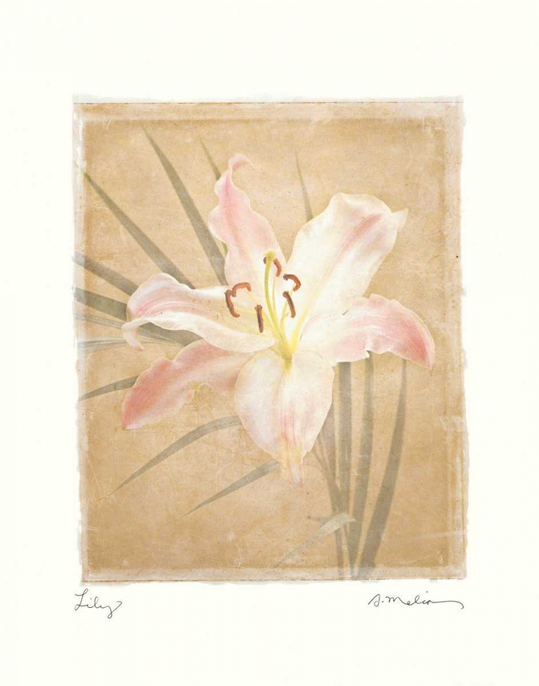 Lily art print by Amy Melious for $57.95 CAD
