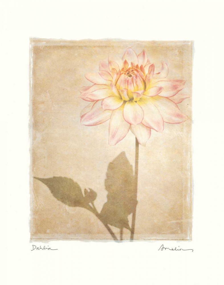 Dahlia art print by Amy Melious for $57.95 CAD