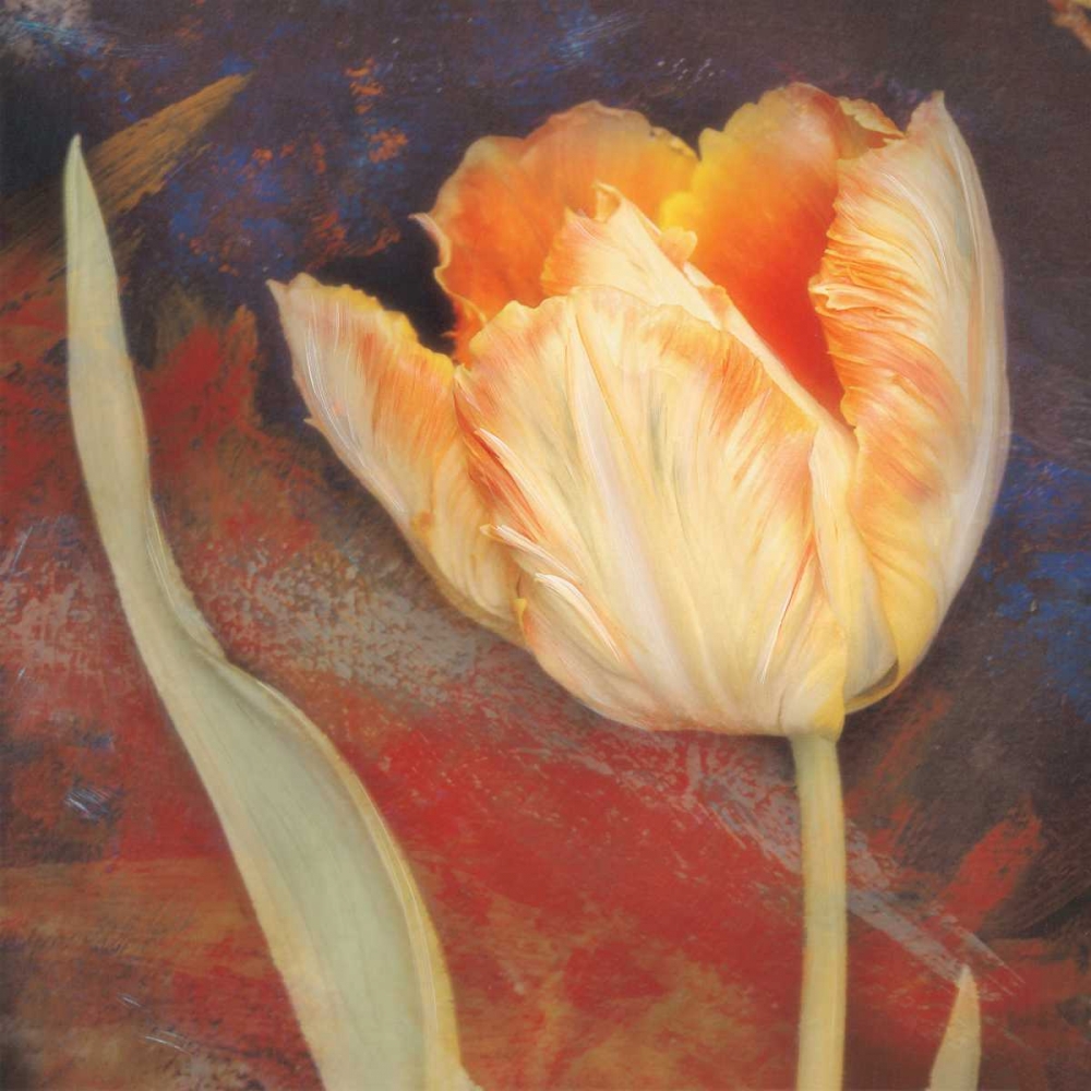 Dusk Tulip II art print by Amy Melious for $57.95 CAD