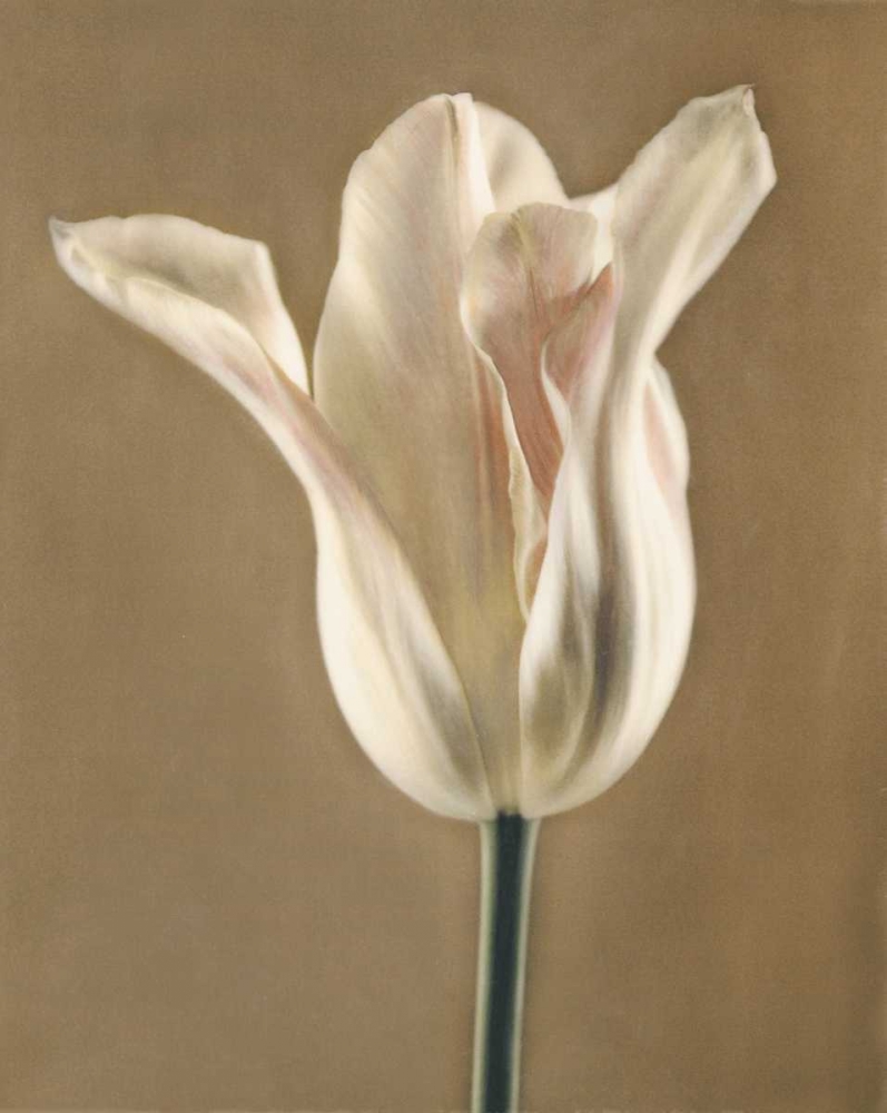 Lumiere Tulip I art print by Amy Melious for $57.95 CAD