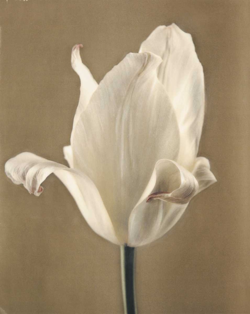 Lumiere Tulip II art print by Amy Melious for $57.95 CAD