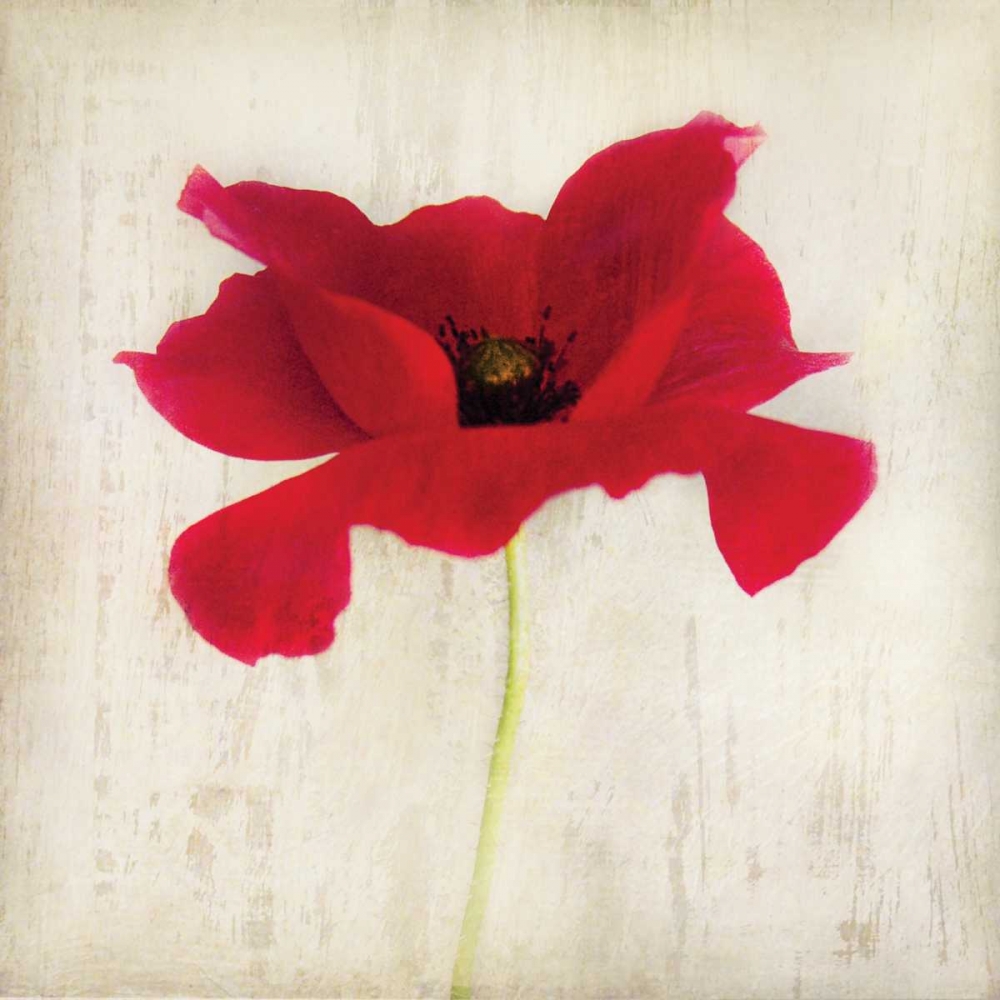 Red I art print by Amy Melious for $57.95 CAD