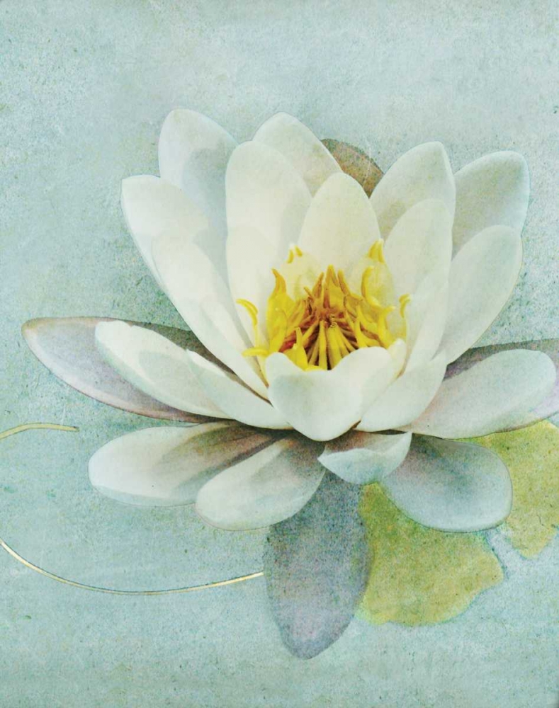 Pond Lily art print by Amy Melious for $57.95 CAD
