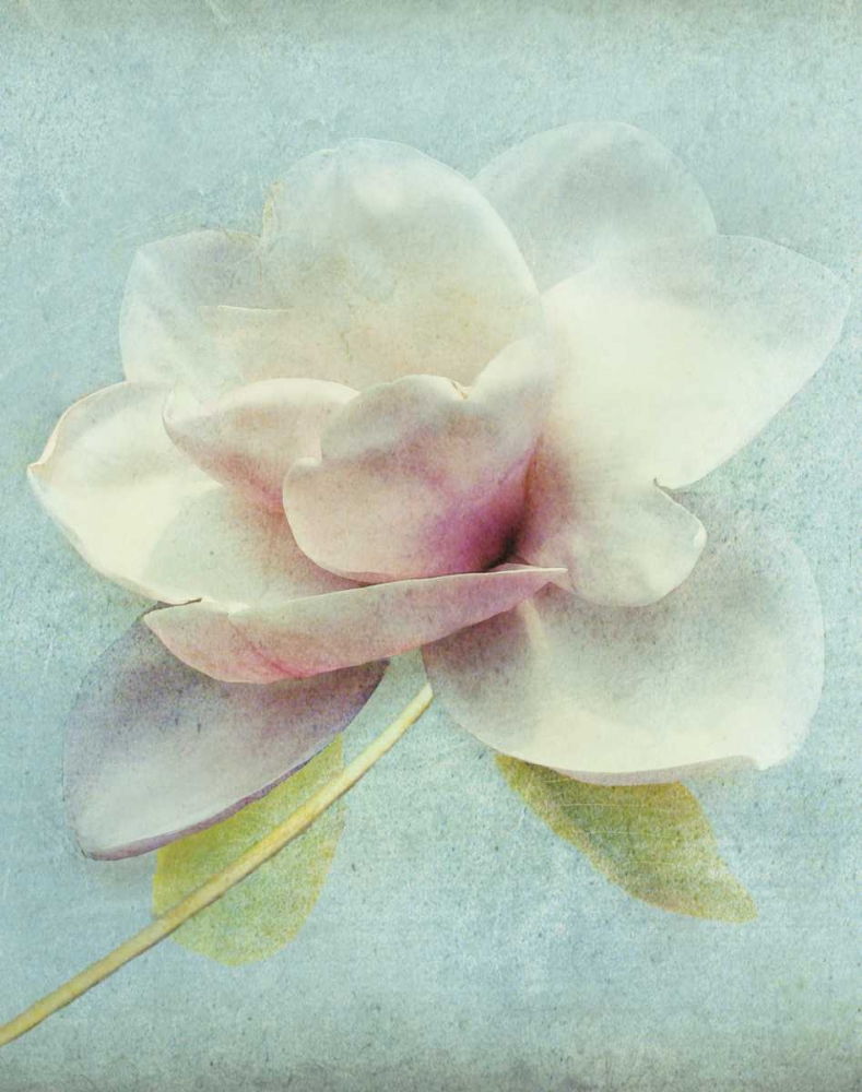Magnolia art print by Amy Melious for $57.95 CAD