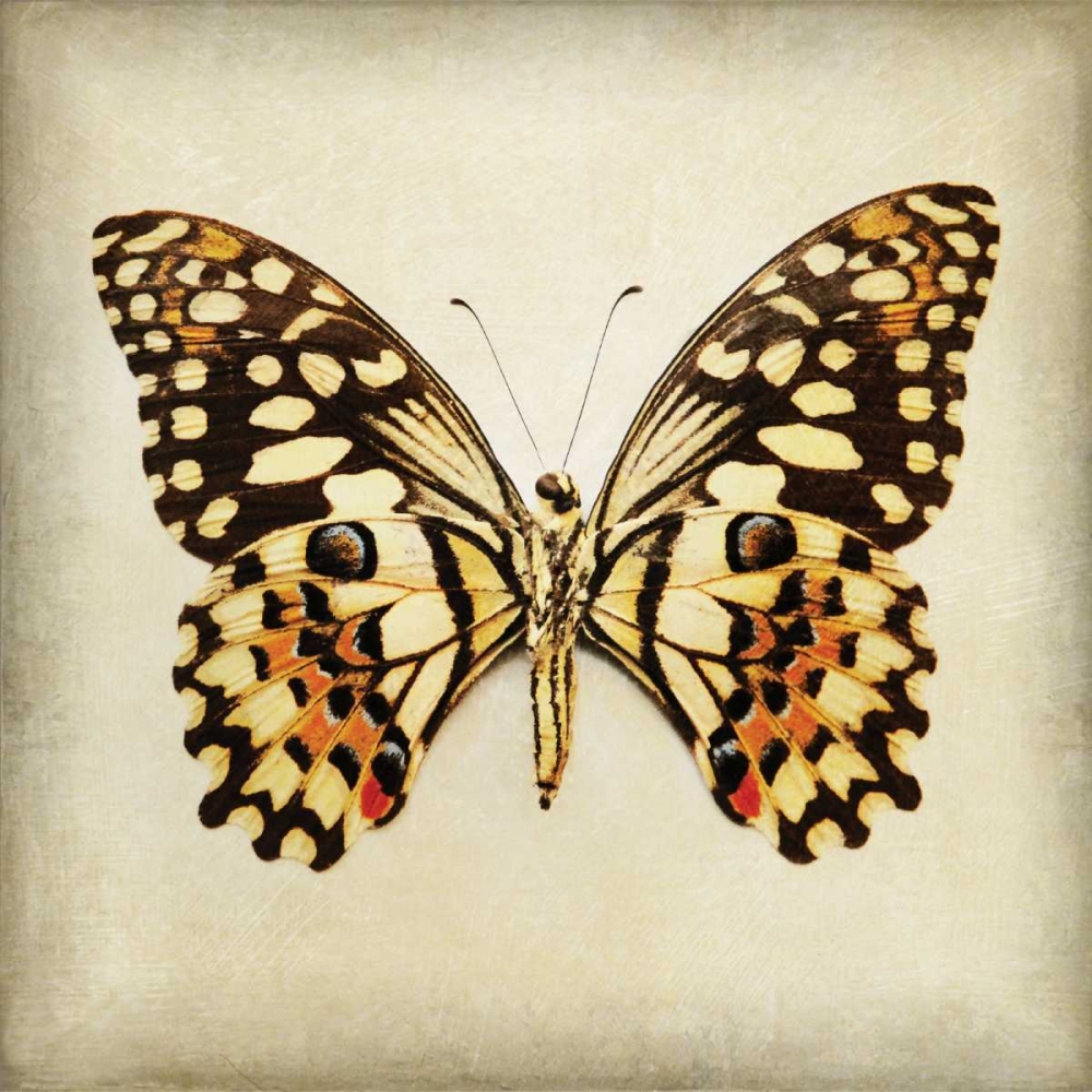 Butterfly 6 art print by Amy Melious for $57.95 CAD