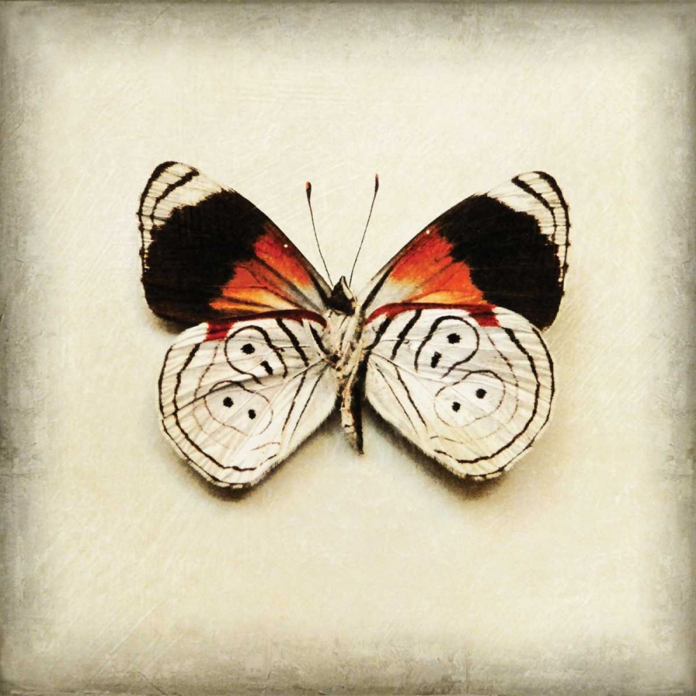 Butterfly 12 art print by Amy Melious for $57.95 CAD