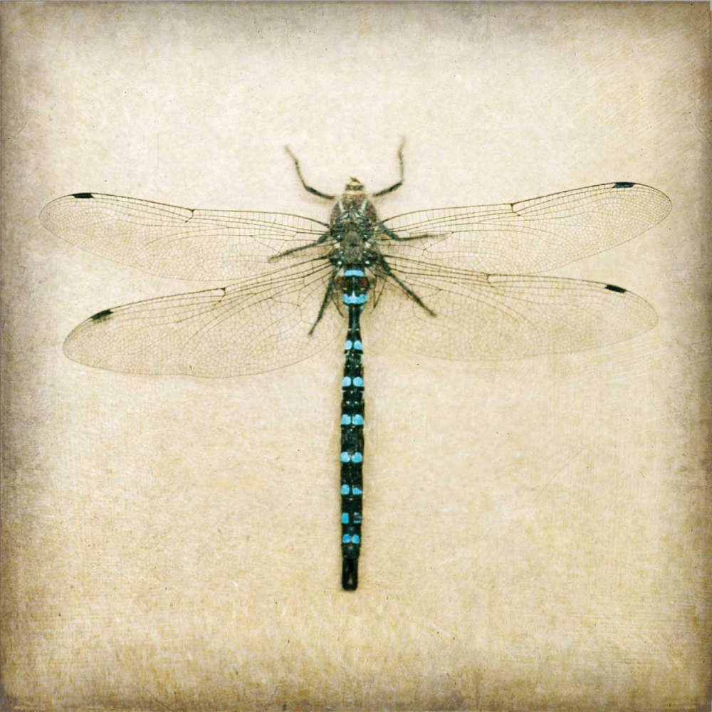 Dragonfly I art print by Amy Melious for $57.95 CAD