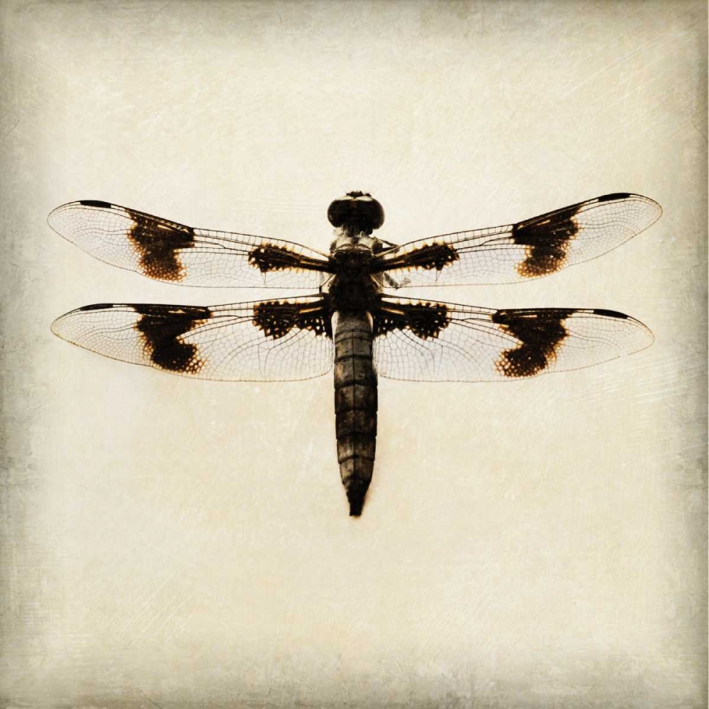 Dragonfly II art print by Amy Melious for $57.95 CAD