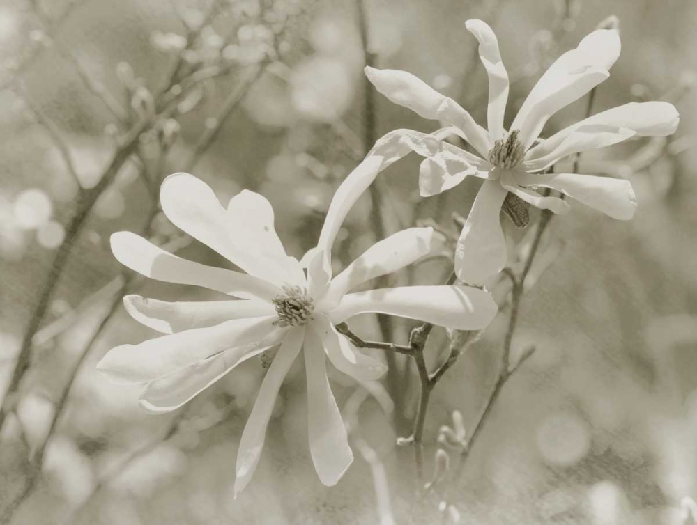 Star Magnolias II art print by Amy Melious for $57.95 CAD