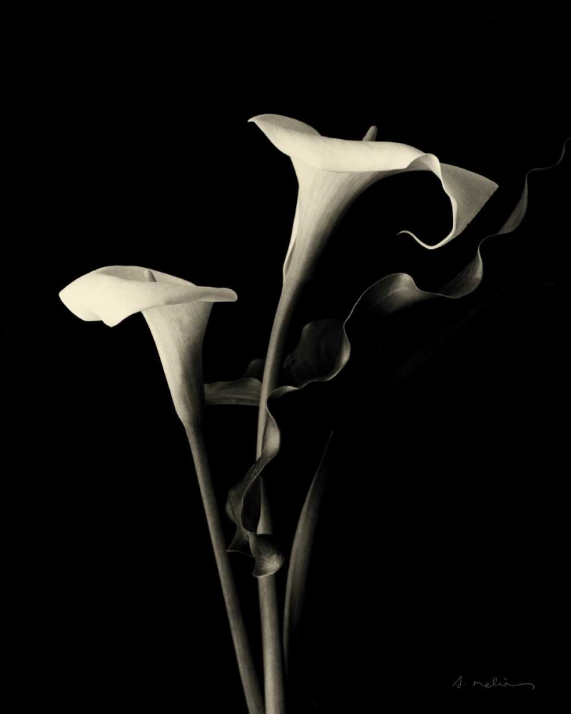 Botanical Elegance Calla III art print by Amy Melious for $57.95 CAD