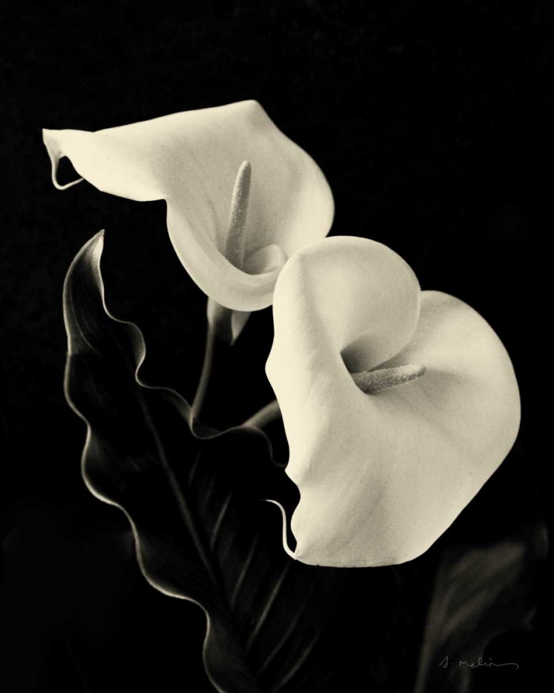Botanical Elegance Calla IV art print by Amy Melious for $57.95 CAD