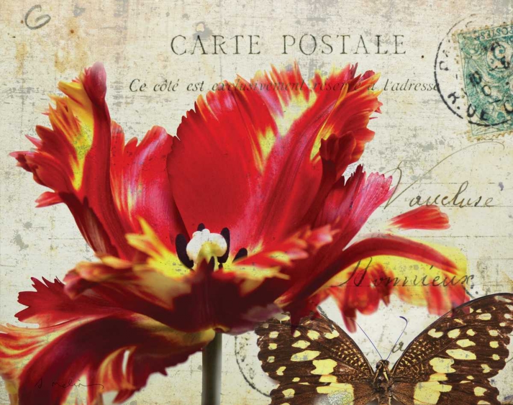 Carte Postale Tulip I art print by Amy Melious for $57.95 CAD