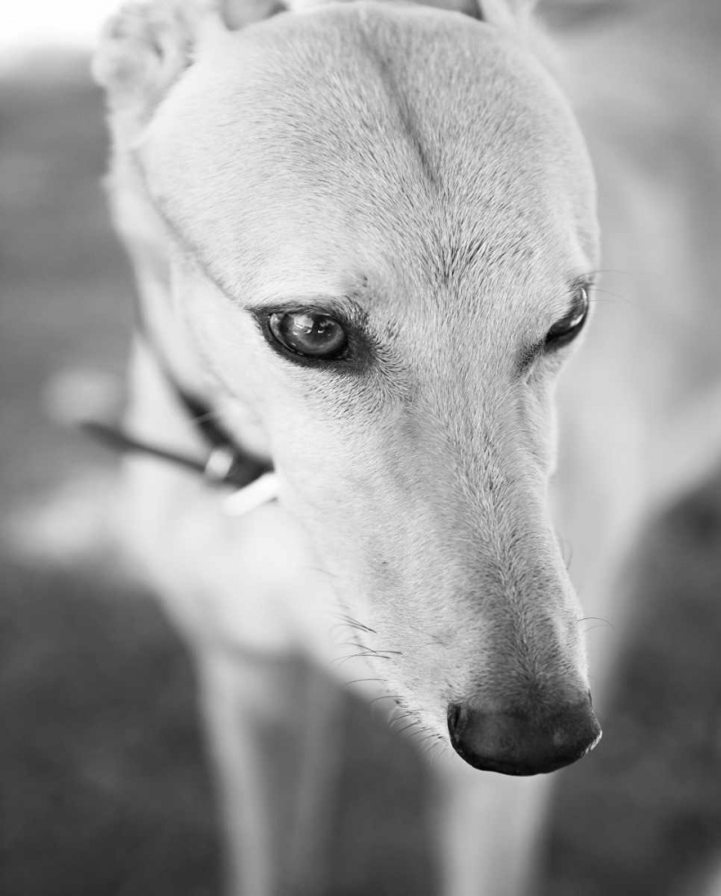 Greyhound Black and White art print by Karyn Millet for $57.95 CAD