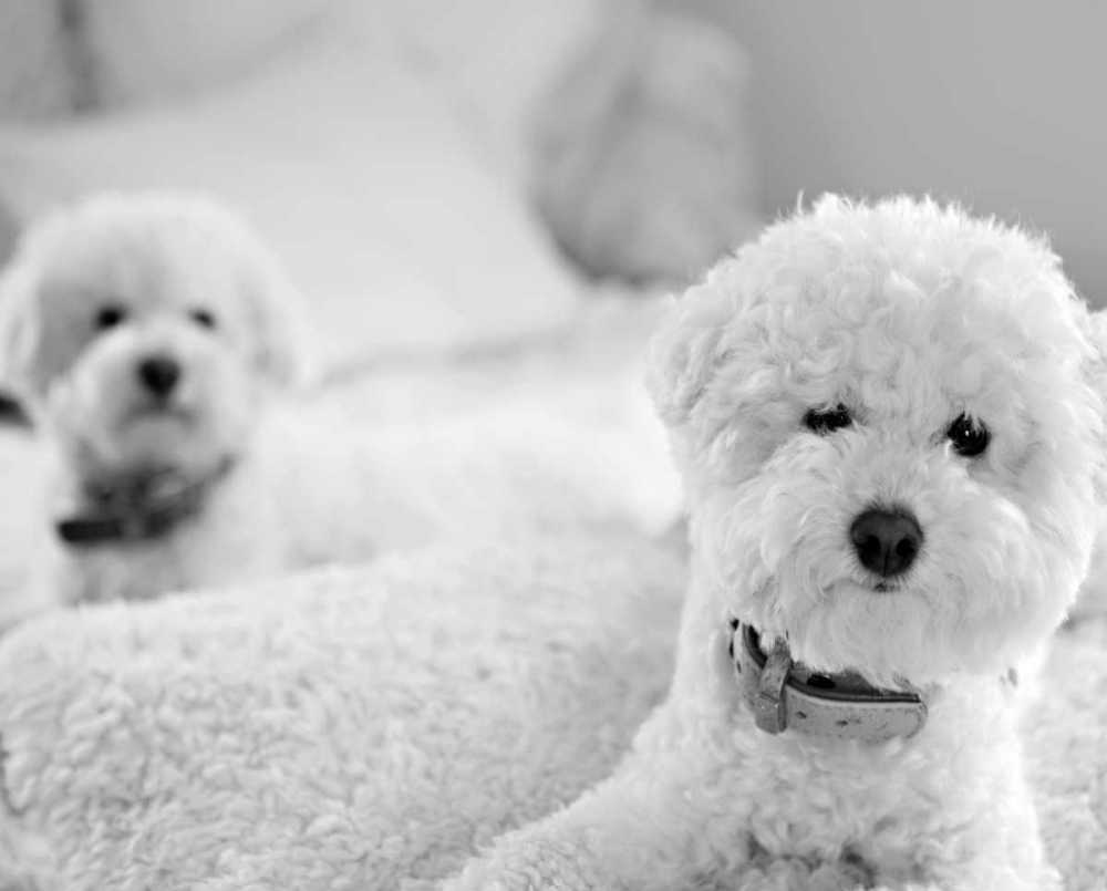 Bichons Black and White art print by Karyn Millet for $57.95 CAD