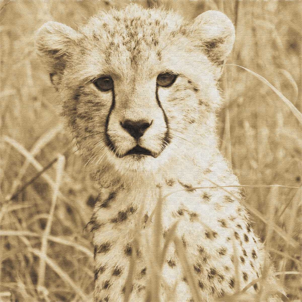 Young Cheetah art print by Susann Parker for $57.95 CAD