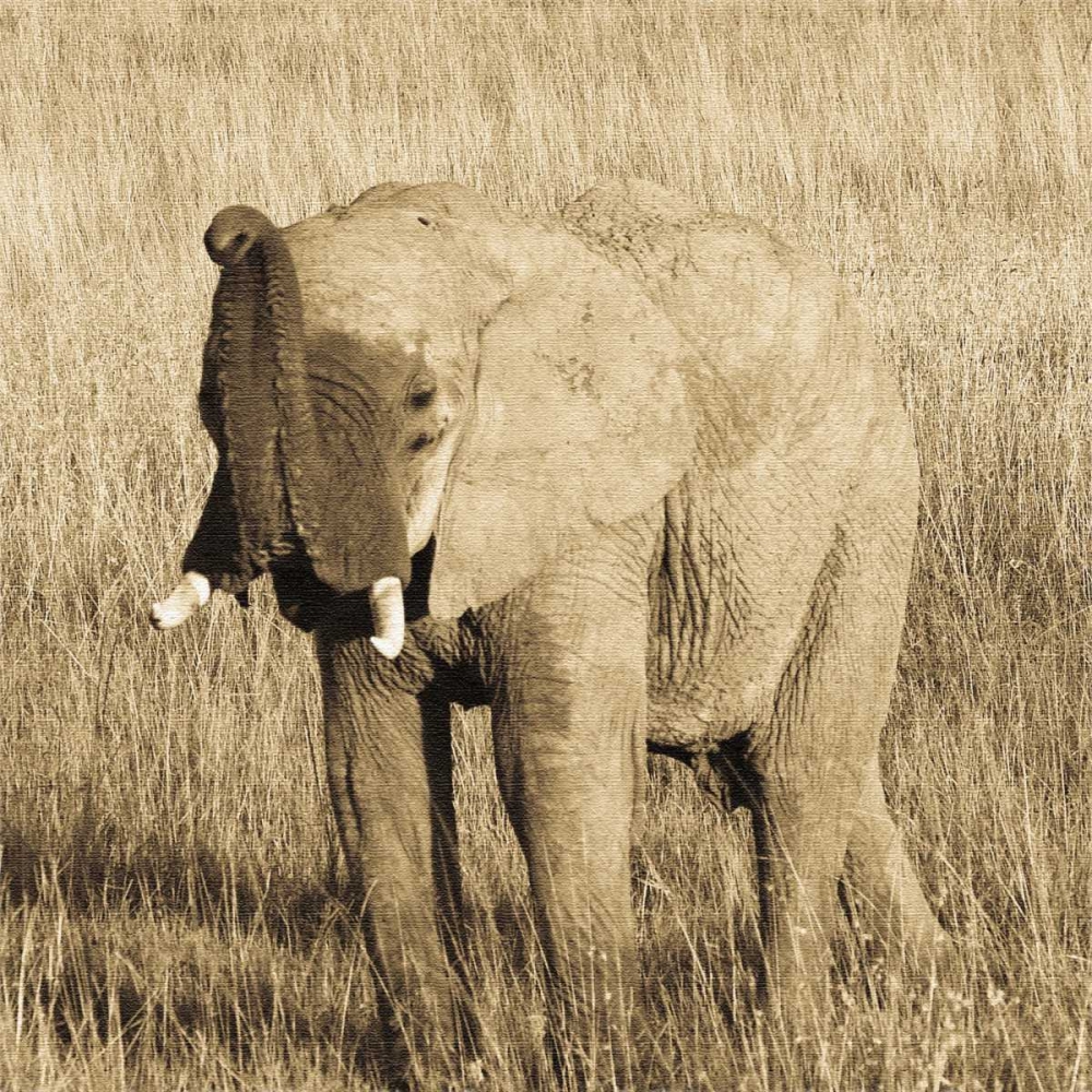 Young Elephant art print by Susann Parker for $57.95 CAD
