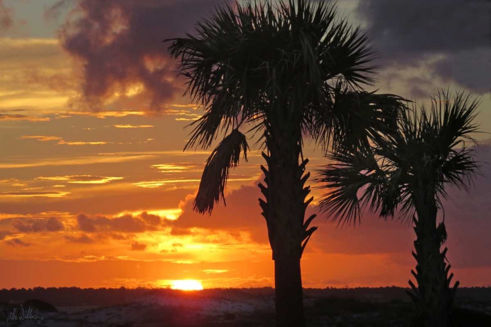 Sunset Palms II art print by Alex Williams for $57.95 CAD
