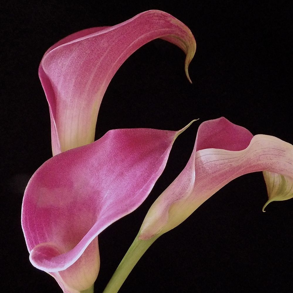Pink Calla Lilies II art print by Monika Burkhart for $57.95 CAD