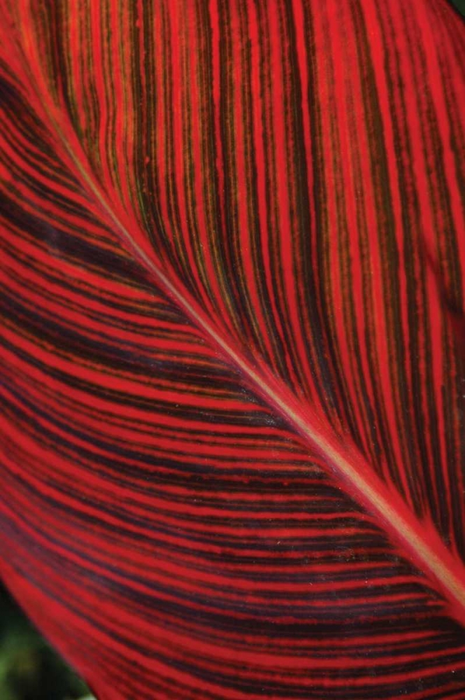 Red Leaf I art print by Erin Berzel for $57.95 CAD