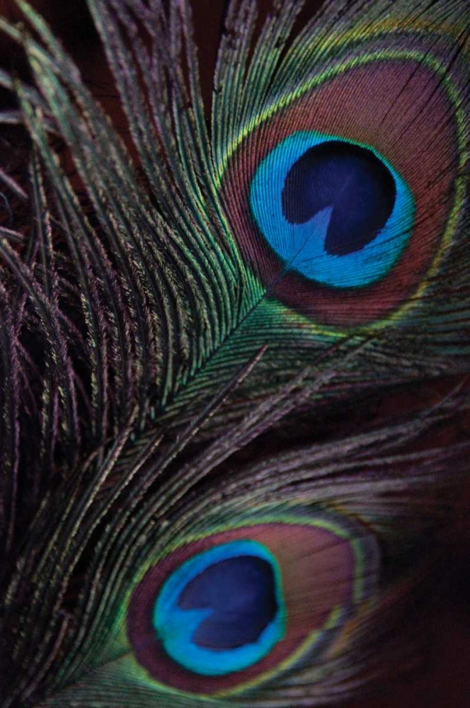 Peacock Feathers I art print by Erin Berzel for $57.95 CAD