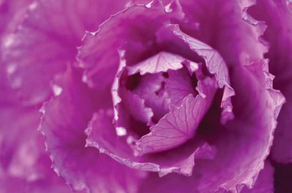 Purple Cabbage art print by Erin Berzel for $57.95 CAD