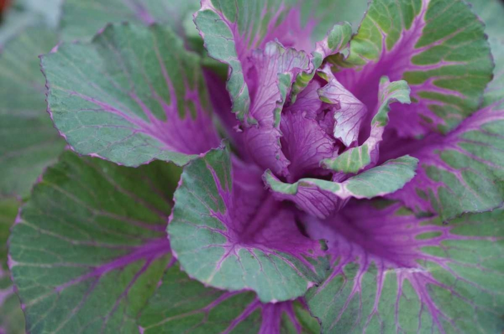 Cabbage Plant art print by Erin Berzel for $57.95 CAD
