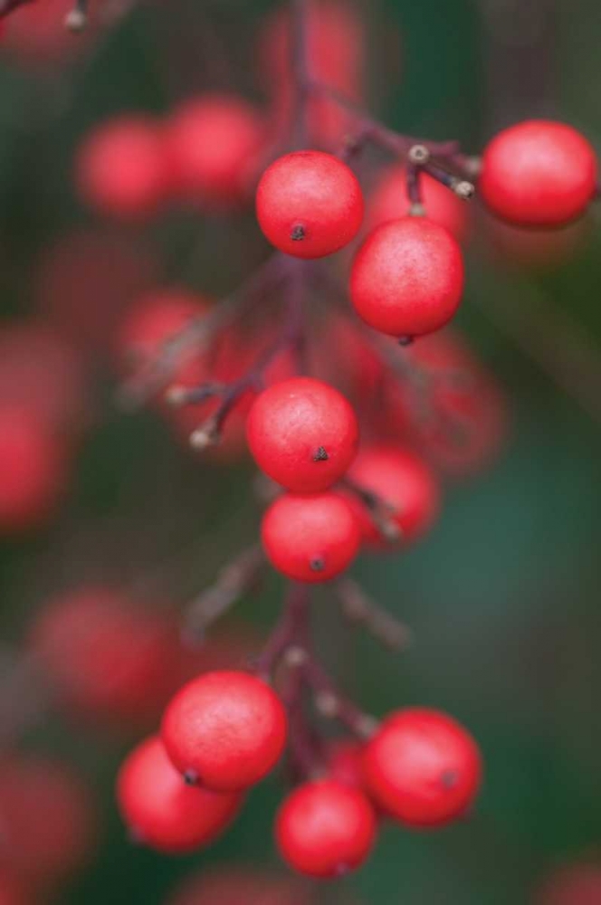 Red Berries I art print by Erin Berzel for $57.95 CAD