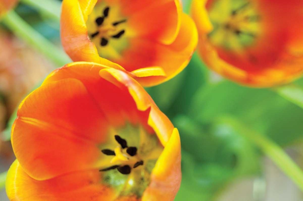 Orange Tulips II art print by Erin Berzel for $57.95 CAD