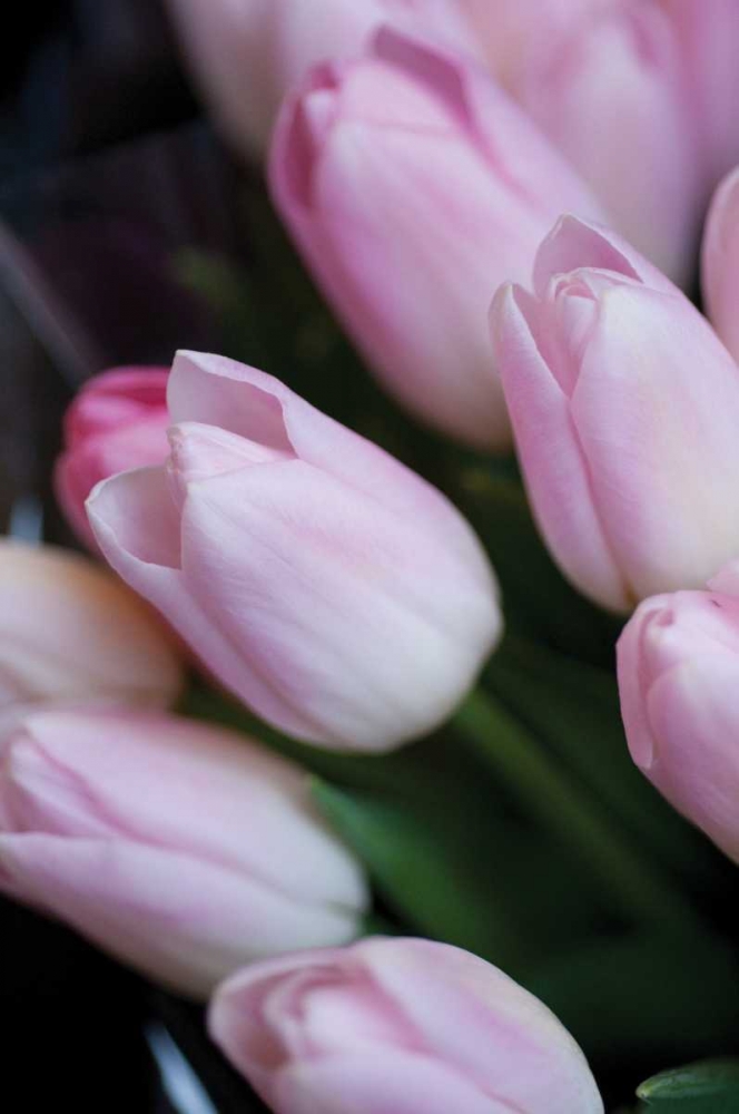 Soft Pink Tulips I art print by Erin Berzel for $57.95 CAD