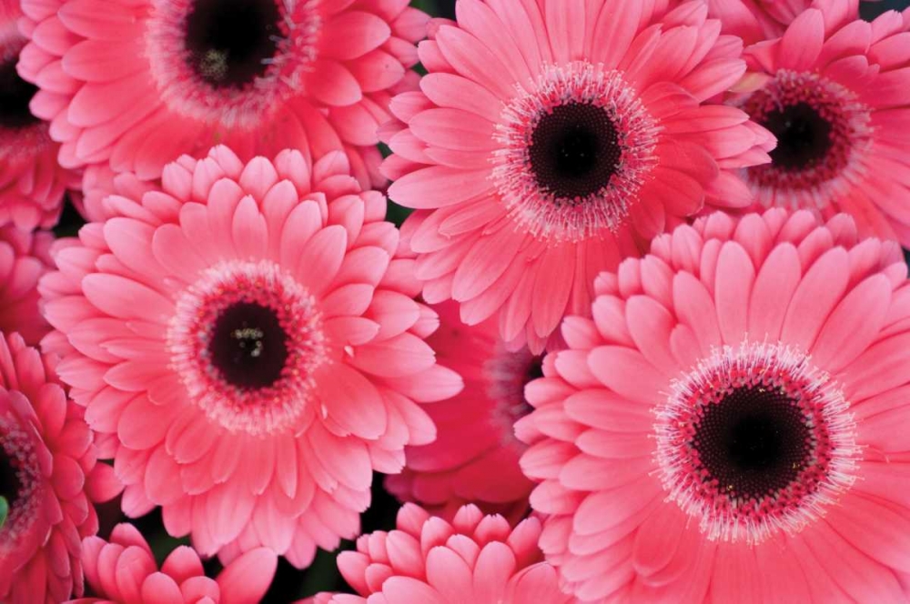 Pink Gerbera Daisies III art print by Erin Berzel for $57.95 CAD