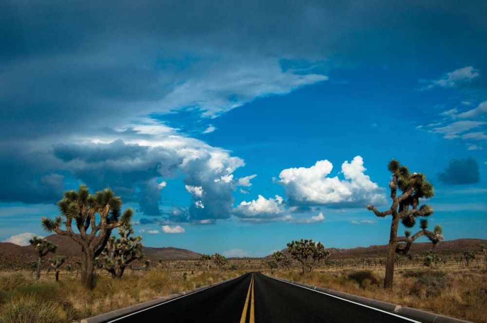 Joshua Tree National Park III art print by Erin Berzel for $57.95 CAD