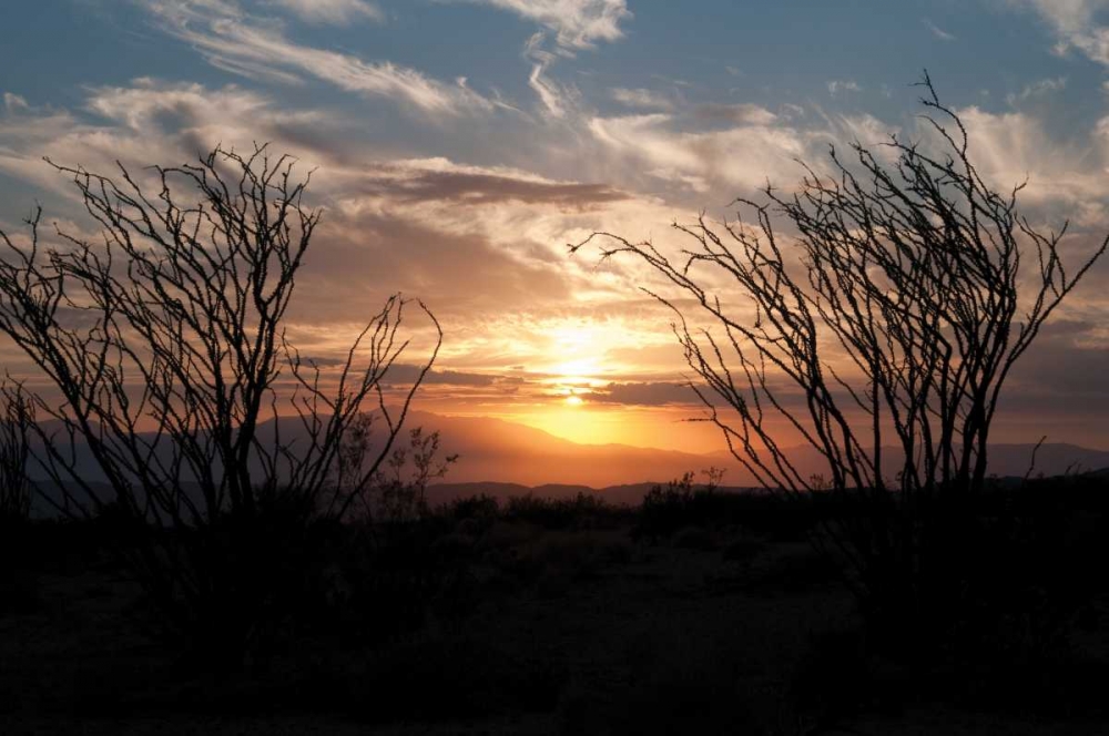 Ocotillo Cactus II art print by Erin Berzel for $57.95 CAD