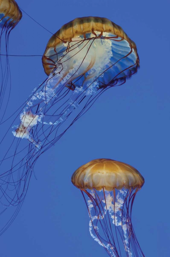 Jellyfish I art print by Erin Berzel for $57.95 CAD