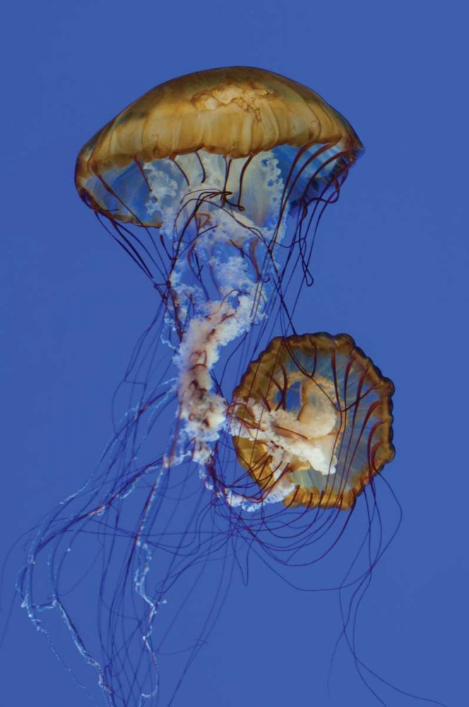 Jellyfish II art print by Erin Berzel for $57.95 CAD