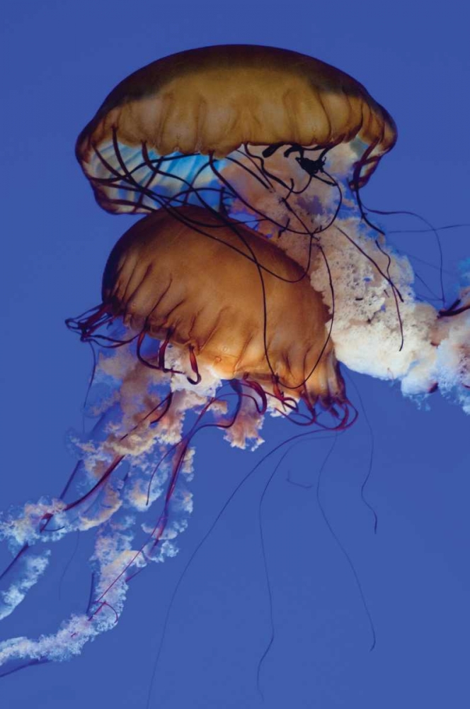 Jellyfish III art print by Erin Berzel for $57.95 CAD