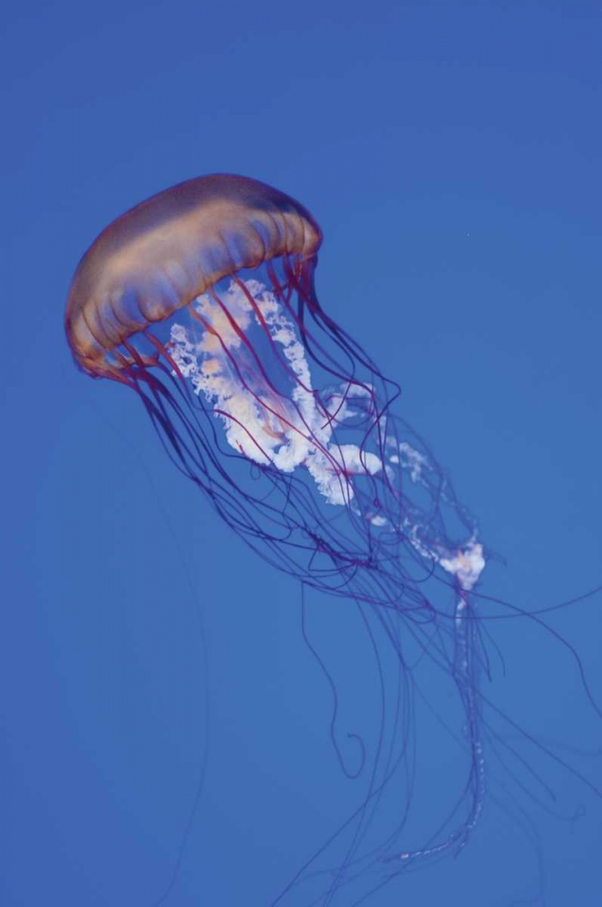 Jellyfish IV art print by Erin Berzel for $57.95 CAD