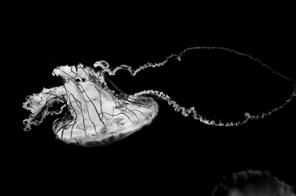 Jellyfish Glow V art print by Erin Berzel for $57.95 CAD