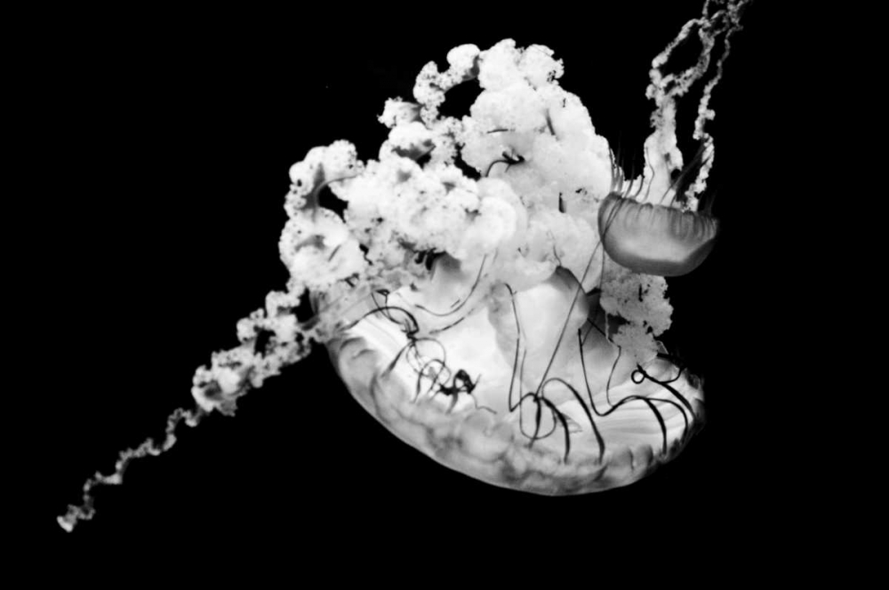 Jellyfish Glow VI art print by Erin Berzel for $57.95 CAD